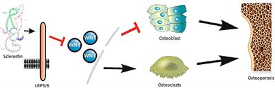 Sclerostin as a new target of diabetes-induced osteoporosis